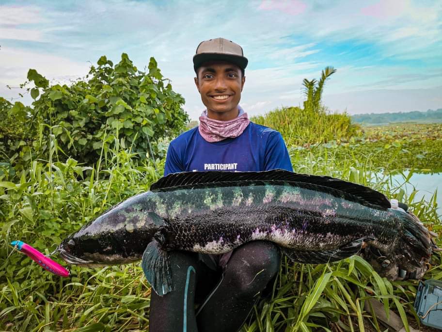 massive snakehead fish