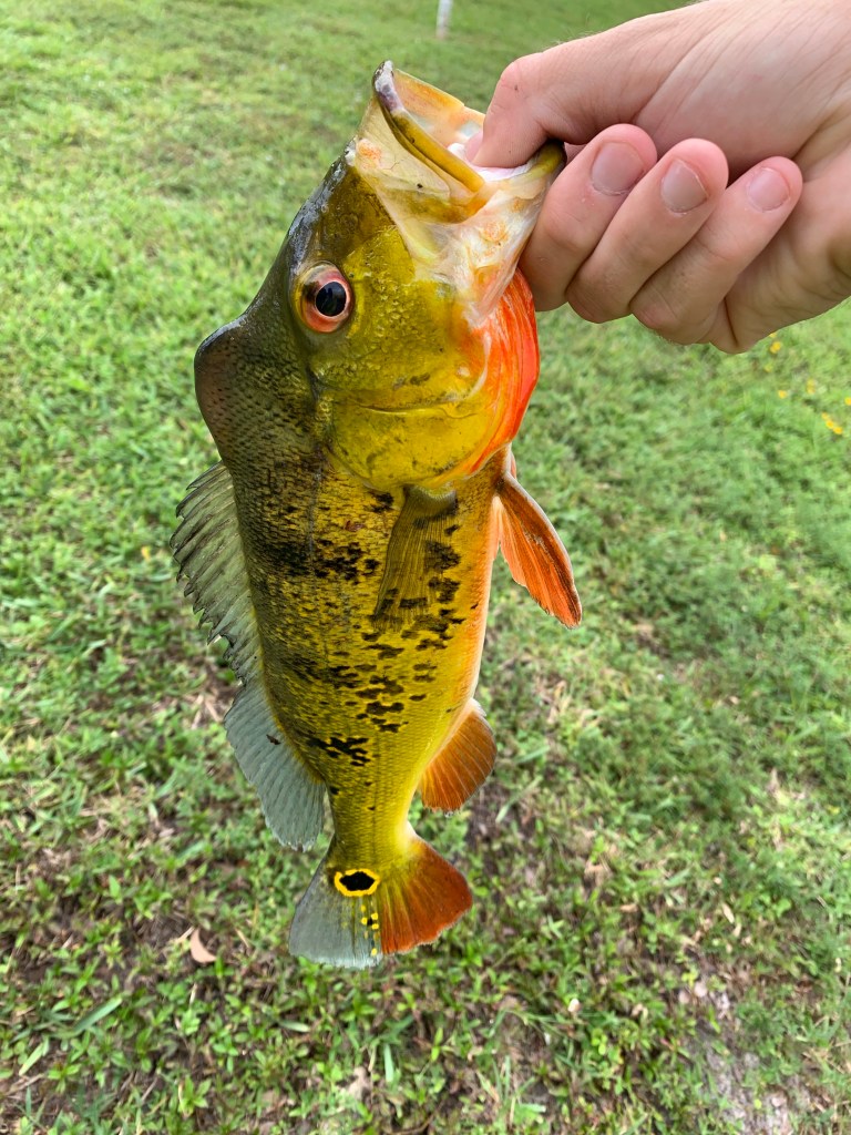 butterfly peackock bass