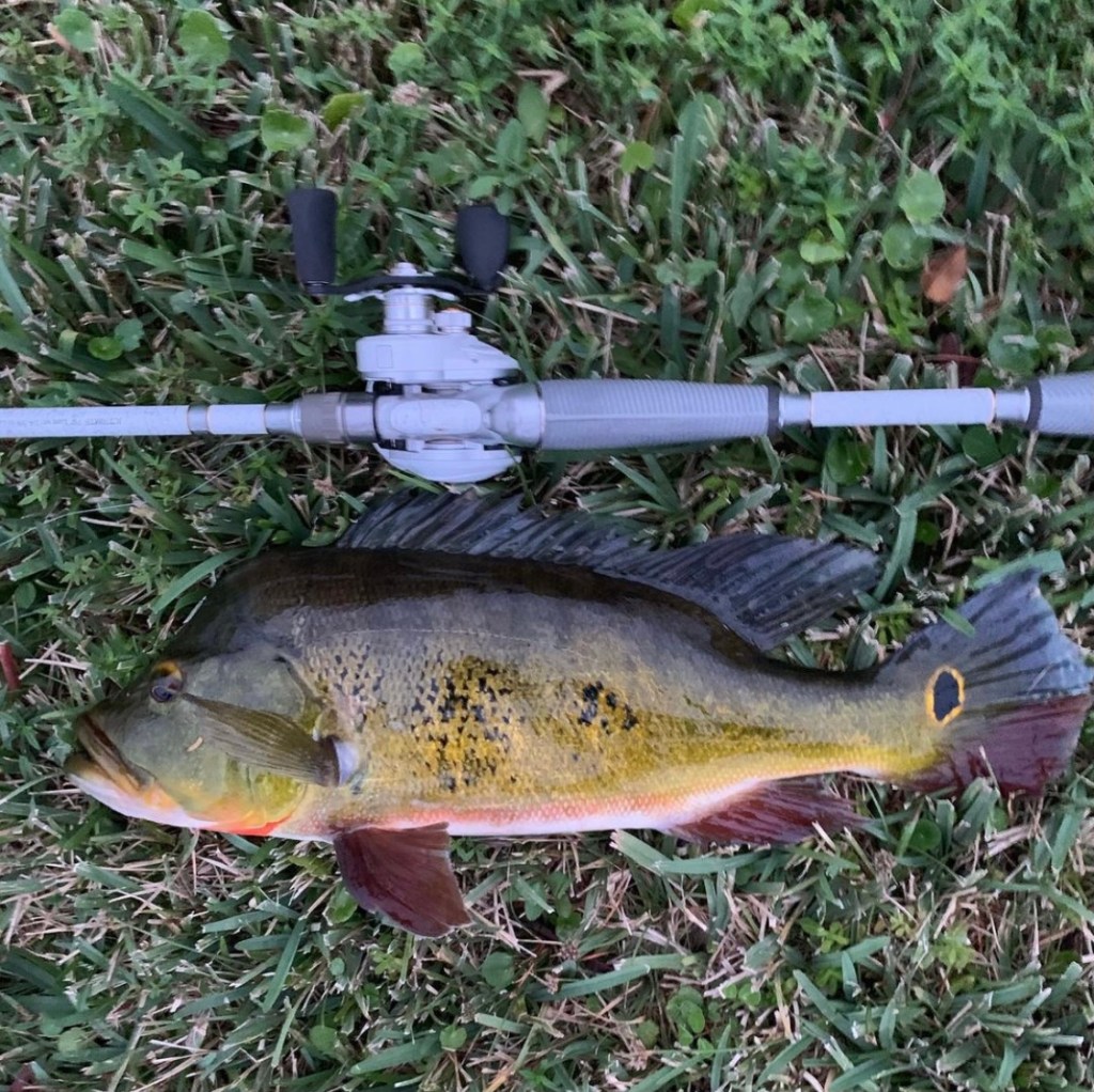 Florida Butterfly Bass