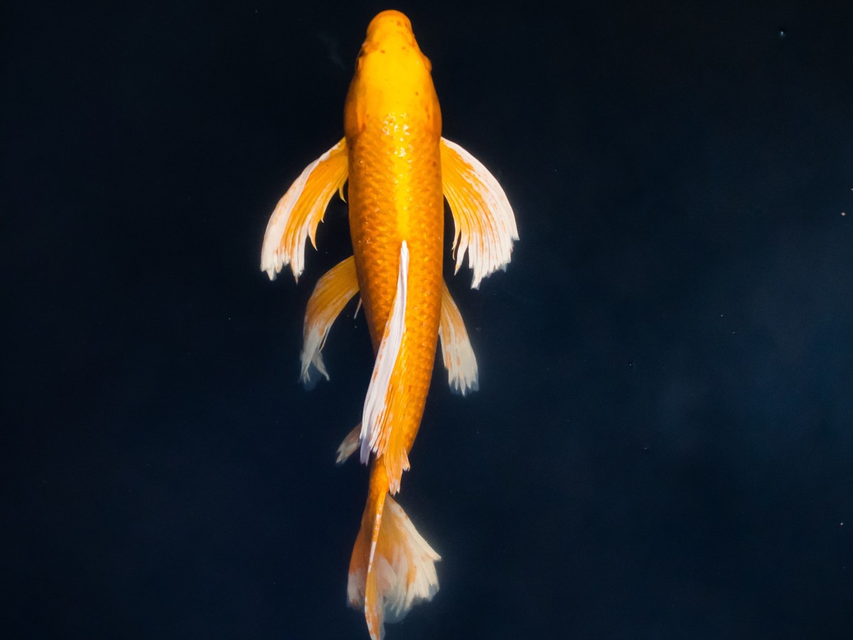 Holding a Freshwater Fish in a Pail Above the&nbsp;Sea