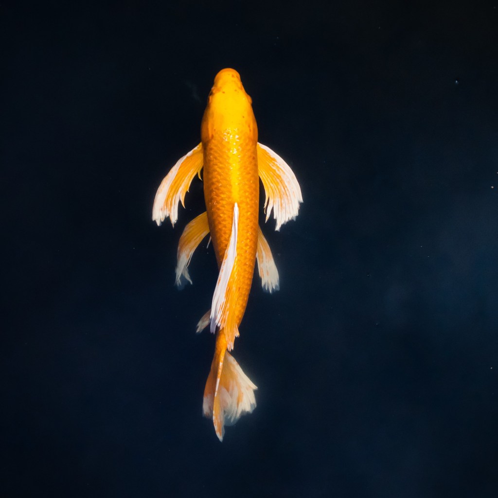 Holding a Freshwater Fish in a Pail Above the&nbsp;Sea