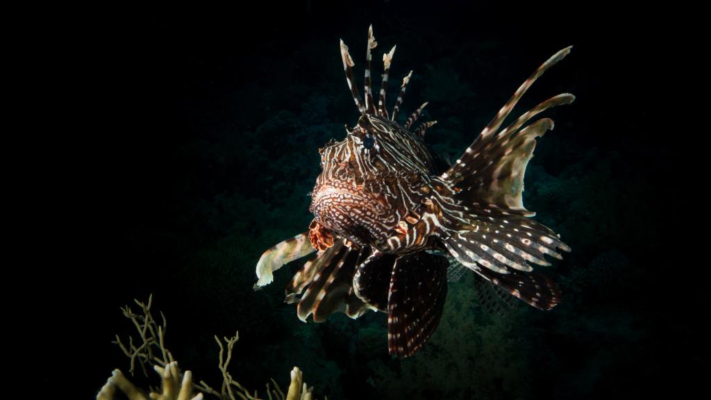 Florida lion fish