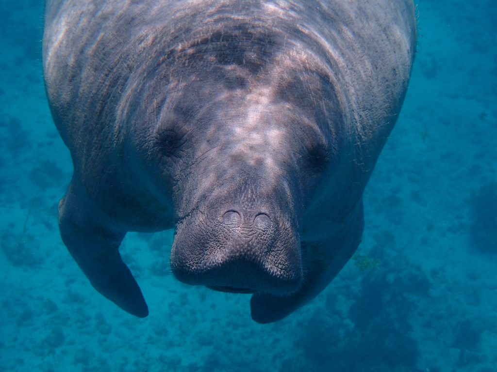 Swimming manatee