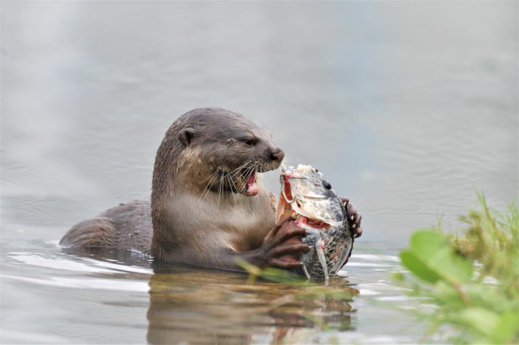 otter eating a fish