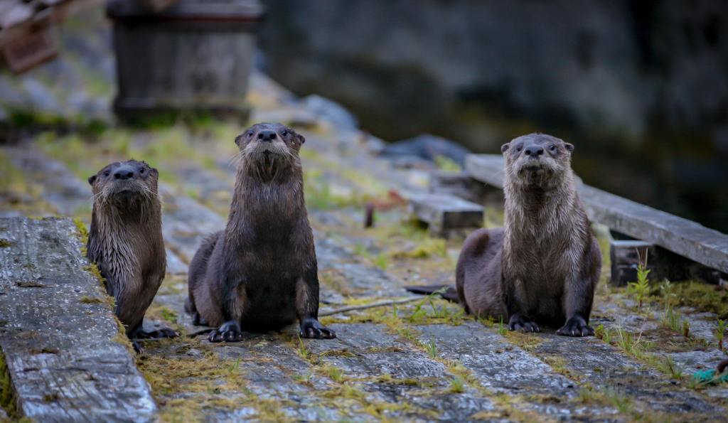 Rogue River Otters