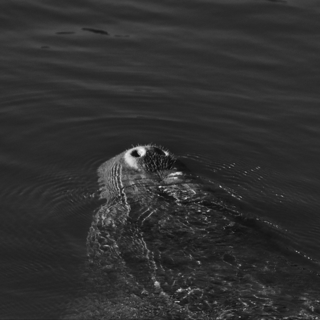 Finding Fort Lauderdale’s Manatees