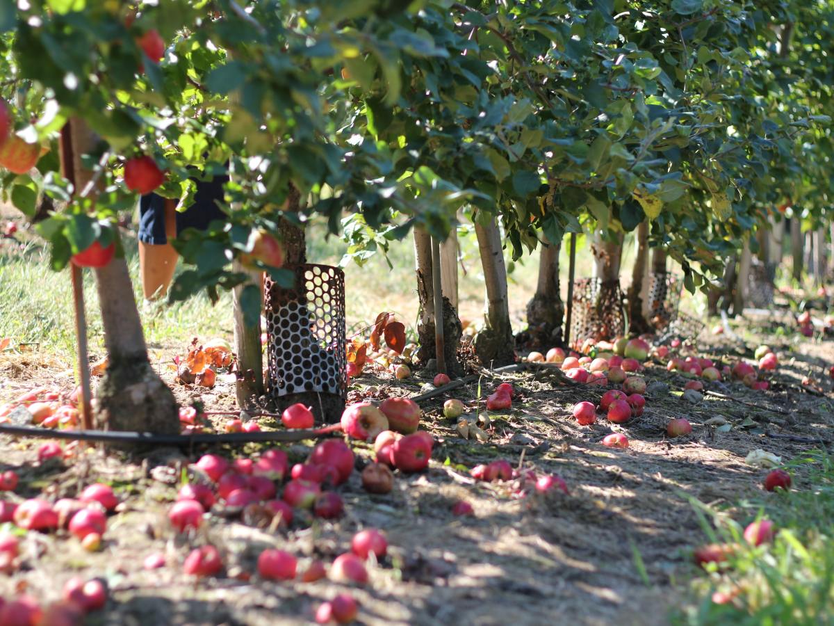 “The Steadiness of Hand in the Primordial&nbsp;Plough”