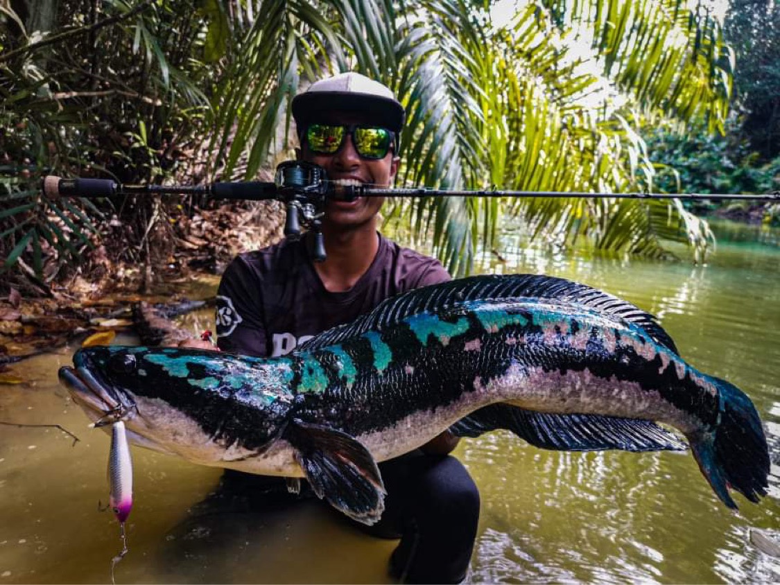 Giant Snakehead