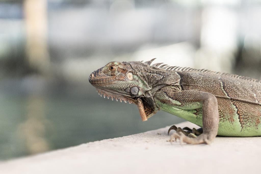 green Florida iguana